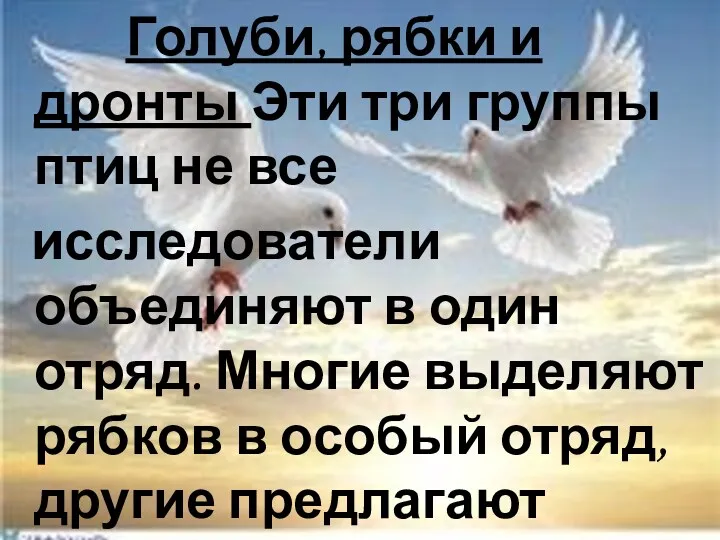 Голуби, рябки и дронты Эти три группы птиц не все