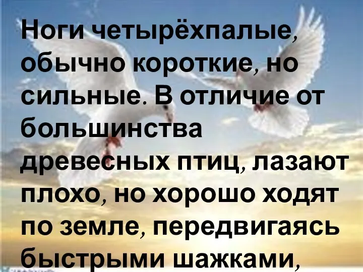 Ноги четырёхпалые, обычно короткие, но сильные. В отличие от большинства