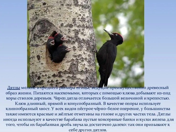 Дятлы мелкие и среднего размера птицы, ведущие преимущественно древесный образ жизни. Питаются насекомыми,