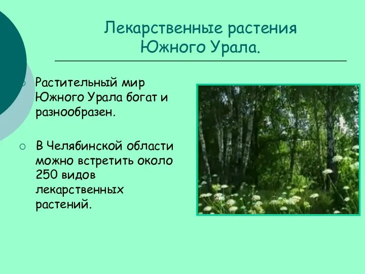 Лекарственные растения Южного Урала. Растительный мир Южного Урала богат и