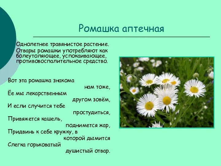 Ромашка аптечная Однолетнее травянистое растение. Отвары ромашки употребляют как болеутоляющее,