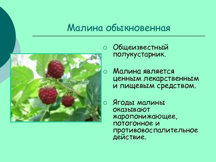 Малина обыкновенная Общеизвестный полукустарник. Малина является ценным лекарственным и пищевым