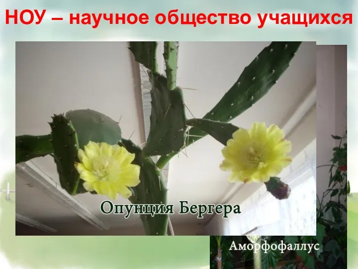 НОУ – научное общество учащихся