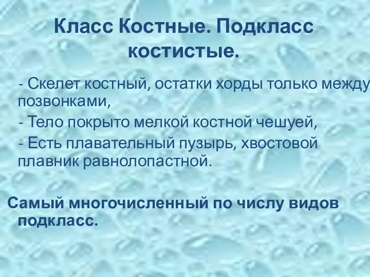 Класс Костные. Подкласс костистые. - Скелет костный, остатки хорды только