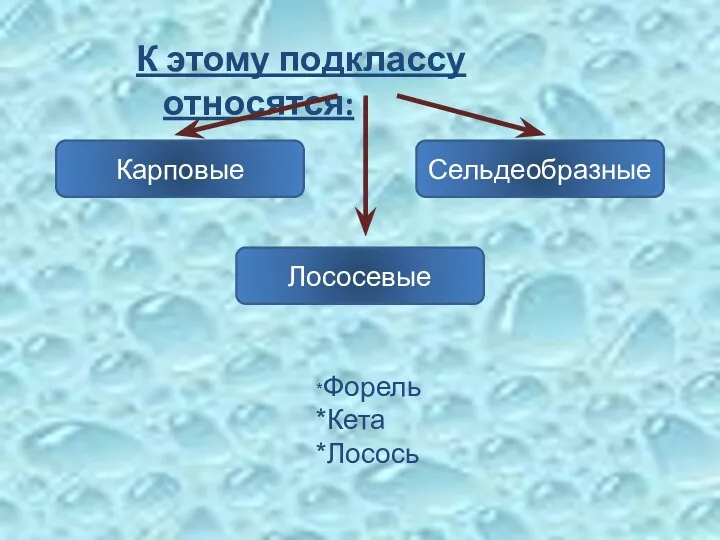 К этому подклассу относятся: Карповые Лососевые Сельдеобразные *Форель *Кета *Лосось