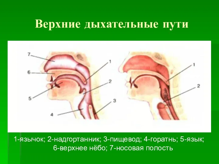 Верхние дыхательные пути 1-язычок; 2-надгортанник; 3-пищевод; 4-горатнь; 5-язык; 6-верхнее нёбо; 7-носовая полость