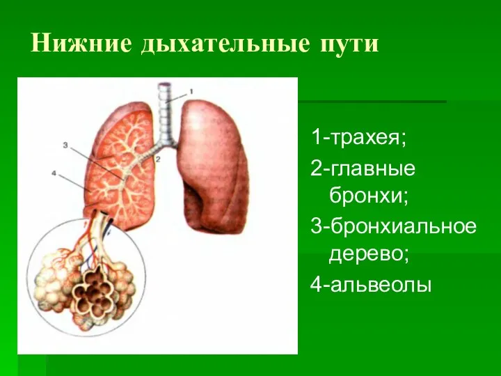 Нижние дыхательные пути 1-трахея; 2-главные бронхи; 3-бронхиальное дерево; 4-альвеолы