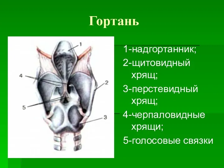 Гортань 1-надгортанник; 2-щитовидный хрящ; 3-перстевидный хрящ; 4-черпаловидные хрящи; 5-голосовые связки