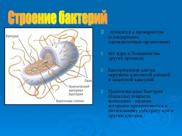 относятся к прокариотам («доядерным» одноклеточным организмам) нет ядра и большинства