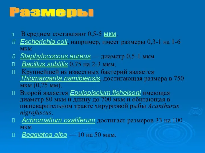 В среднем составляют 0,5-5 мкм. Escherichia coli, например, имеет размеры