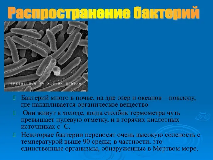 Распространение бактерий Бактерий много в почве, на дне озер и