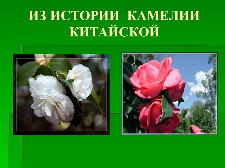 ИЗ ИСТОРИИ КАМЕЛИИ КИТАЙСКОЙ