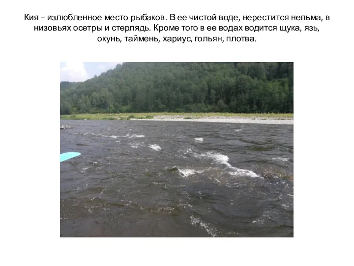 Кия – излюбленное место рыбаков. В ее чистой воде, нерестится нельма, в низовьях