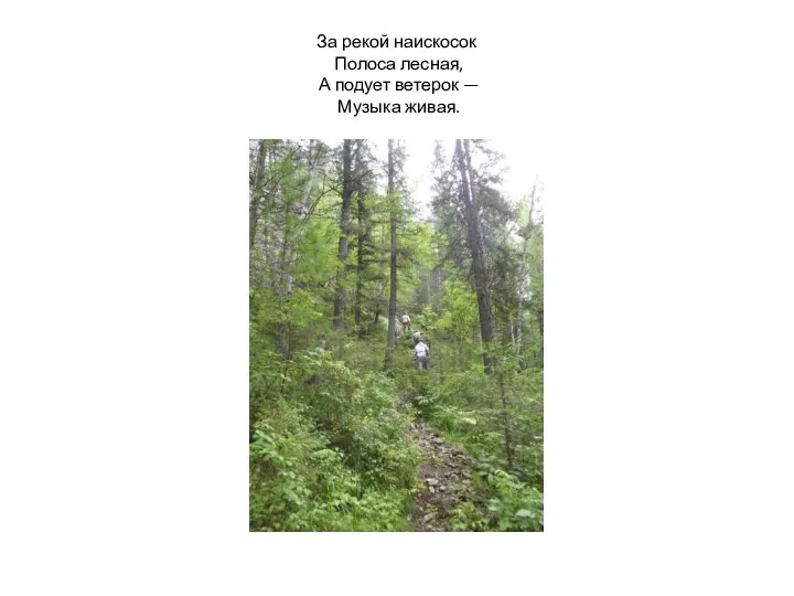 За рекой наискосок Полоса лесная, А подует ветерок — Музыка живая.