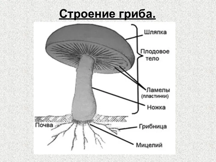 Строение гриба.