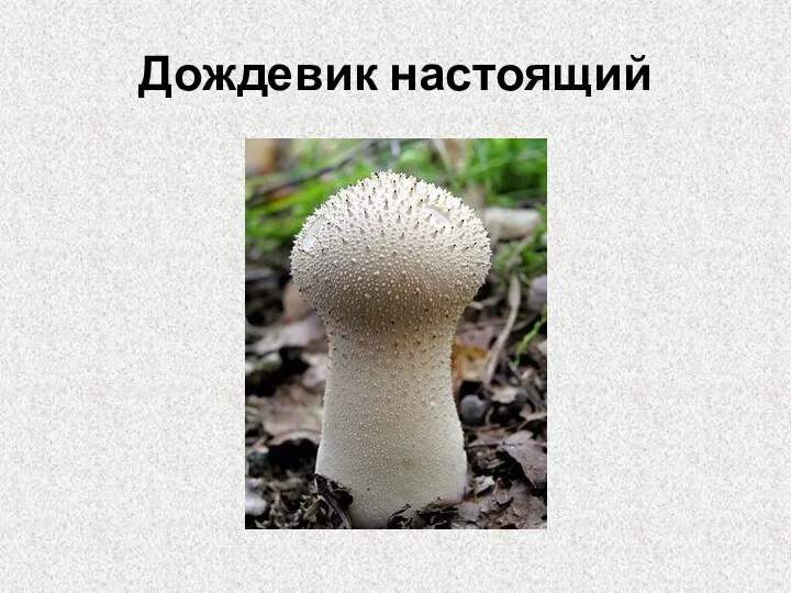 Дождевик настоящий