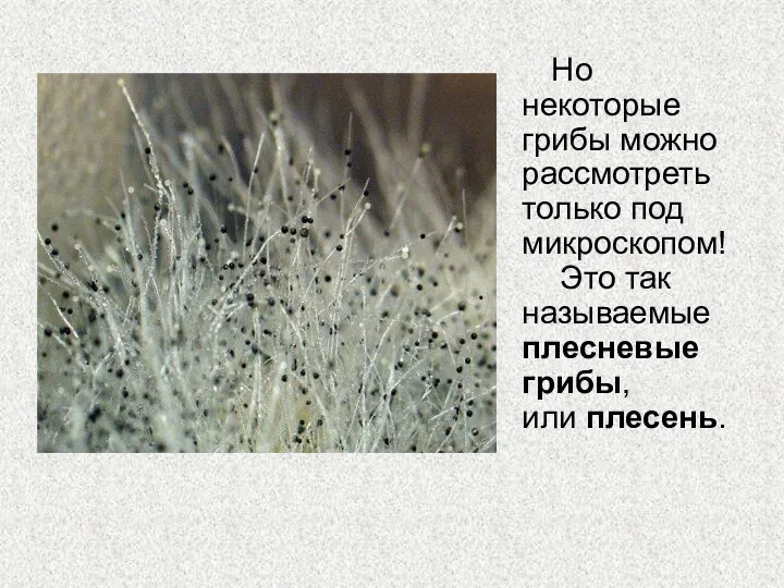 Но некоторые грибы можно рассмотреть только под микроскопом! Это так называемые плесневые грибы, или плесень.