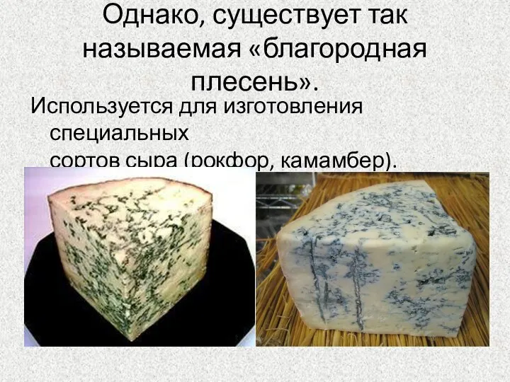 Однако, существует так называемая «благородная плесень». Используется для изготовления специальных сортов сыра (рокфор, камамбер).