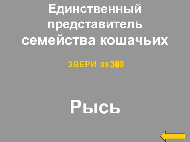 Единственный представитель семейства кошачьих Рысь ЗВЕРИ за 300