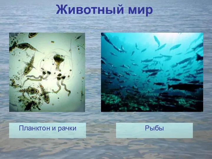 Животный мир Планктон и рачки Рыбы