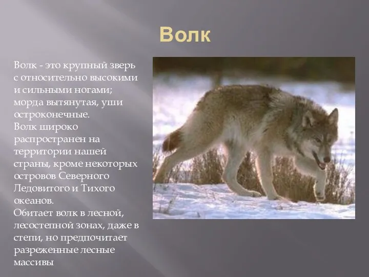 Волк Волк - это крупный зверь с относительно высокими и сильными ногами; морда