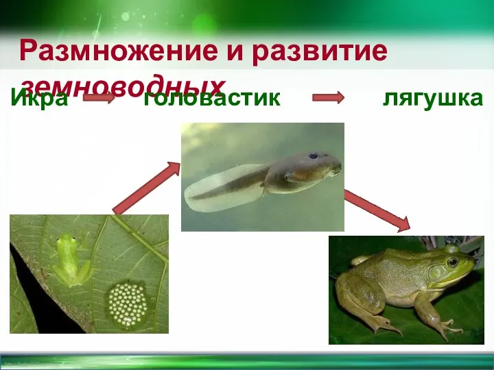 Размножение и развитие земноводных Икра головастик лягушка