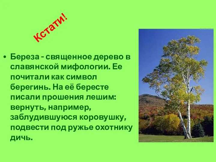 Береза - священное дерево в славянской мифологии. Ее почитали как