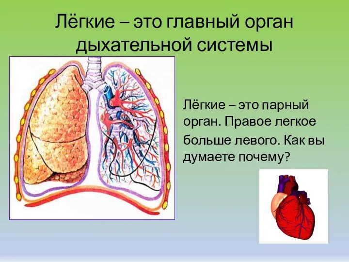 Лёгкие – это главный орган дыхательной системы Лёгкие – это парный орган. Правое