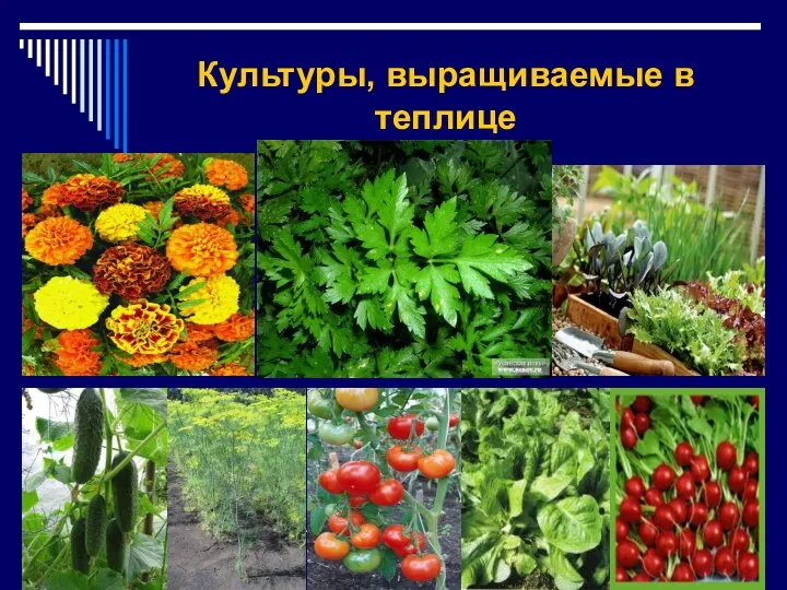 Культуры, выращиваемые в теплице