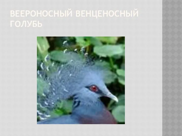 Веероносный венценосный голубь