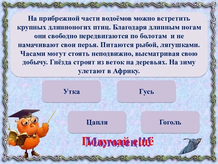 Утка Цапля Гоголь Гусь Подумай ещё Молодец!!! На прибрежной части водоёмов можно встретить