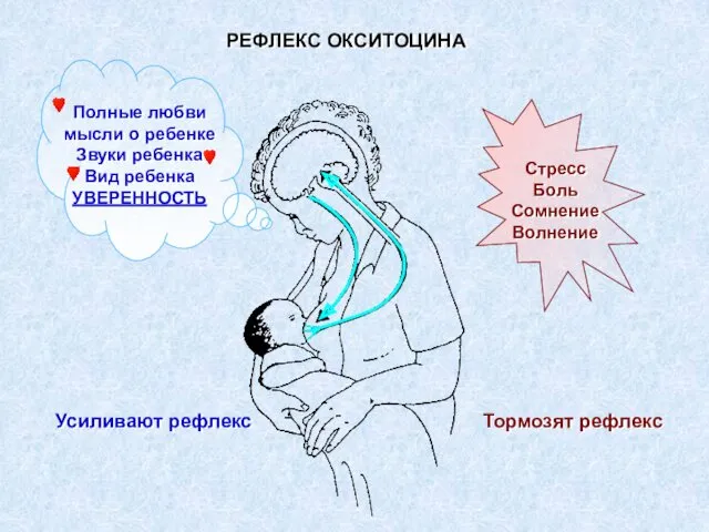 РЕФЛЕКС ОКСИТОЦИНА Усиливают рефлекс Тормозят рефлекс Полные любви мысли о ребенке Звуки ребенка