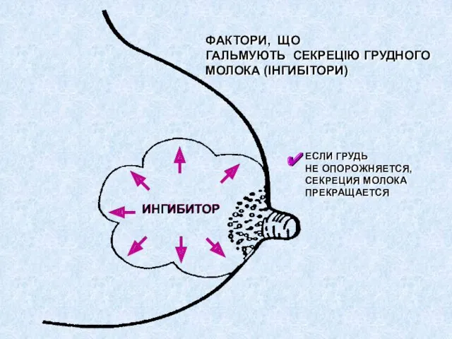 ИНГИБИТОР ФАКТОРИ, ЩО ГАЛЬМУЮТЬ СЕКРЕЦІЮ ГРУДНОГО МОЛОКА (ІНГИБІТОРИ) ЕСЛИ ГРУДЬ НЕ ОПОРОЖНЯЕТСЯ, СЕКРЕЦИЯ МОЛОКА ПРЕКРАЩАЕТСЯ ✔