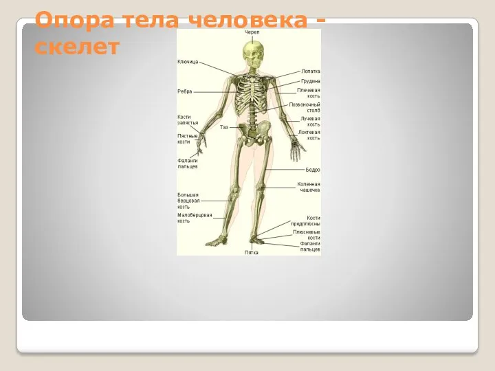 Опора тела человека - скелет