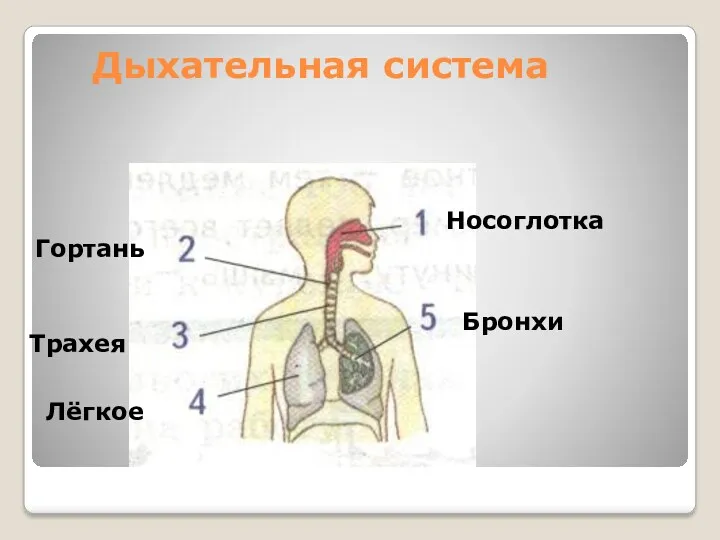 Дыхательная система Носоглотка Гортань Трахея Лёгкое Бронхи