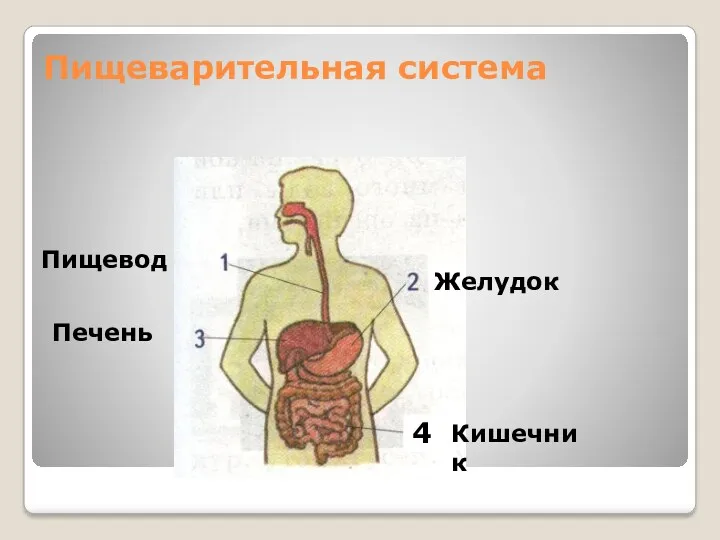 Пищеварительная система 4 Пищевод Желудок Печень Кишечник