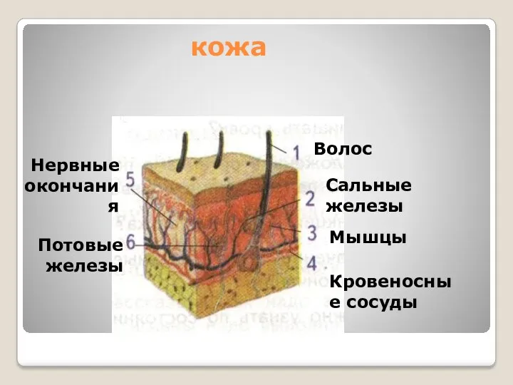 кожа Волос Сальные железы Мышцы Кровеносные сосуды Нервные окончания Потовые железы