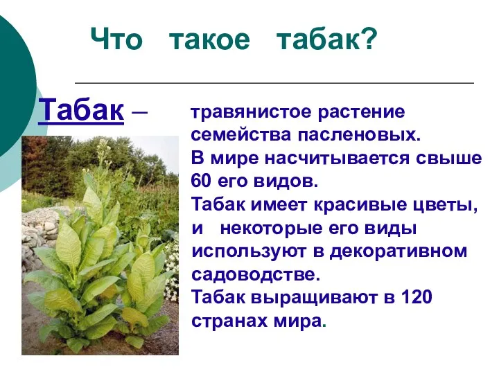 Что такое табак? Табак – травянистое растение семейства пасленовых. В мире насчитывается свыше