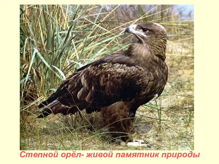 Степной орёл- живой памятник природы