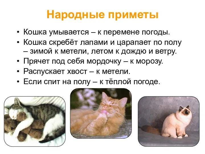 Народные приметы Кошка умывается – к перемене погоды. Кошка скребёт