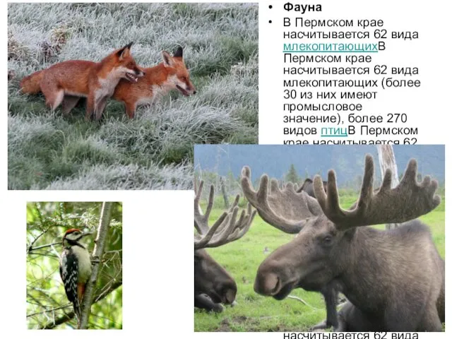 Фауна В Пермском крае насчитывается 62 вида млекопитающихВ Пермском крае насчитывается 62 вида