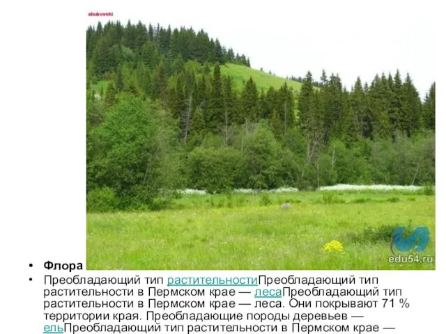 Флора Преобладающий тип растительностиПреобладающий тип растительности в Пермском крае — лесаПреобладающий тип растительности