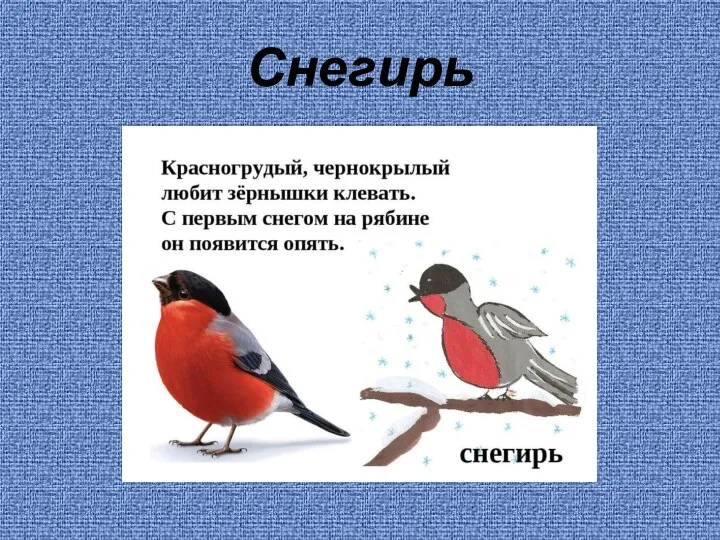 Снегирь