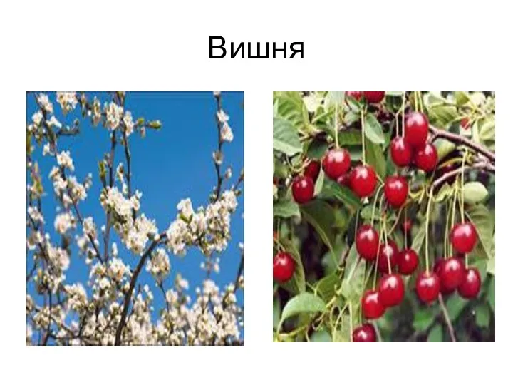 Вишня