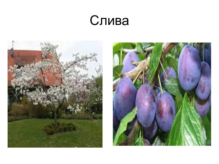 Слива