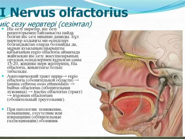 I Nervus olfactorius иіс сезу нервтері (сезімтал) Иіс сезу нервтер, иіс сезу рецепторымен