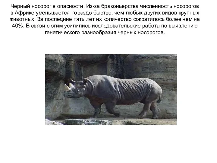 Черный носорог в опасности. Из-за браконьерства численность носорогов в Африке