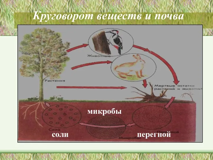 Круговорот веществ и почва соли микробы перегной животные растения Мёртвые остатки растений и животных