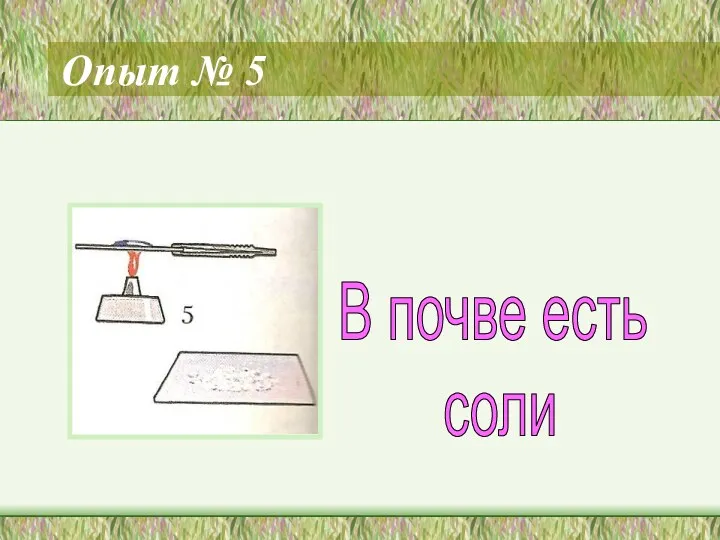 Опыт № 5 В почве есть соли