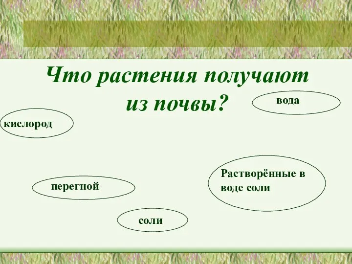 Что растения получают из почвы? перегной кислород соли Растворённые в воде соли вода